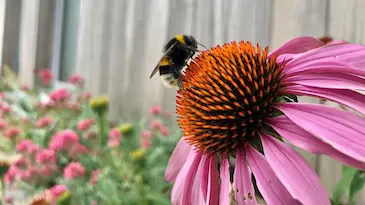 Ontspannen onder de schaduwrijke bomen in de grote tuin van Limonadefabriek Flora Overmere