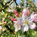 Bloesems van de appelbomen in de boomgaard
