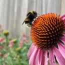 Natuurlijke tuin met biologisch geteelde bloemen