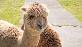 Aaidierenweide op Provinciaal Domein Nieuwdonk in Overmere