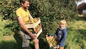 De jaarlijkse appel-oogst