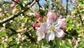 Bloesems van de appelboom