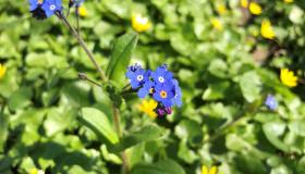 Bloemetjes onder de notenboom